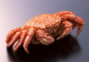 麻布の老舗で和菓子ギフトを選ぶ！