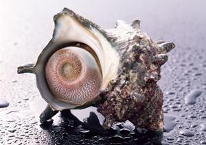 恵比寿で楽しむアメリカの味 – アトレ恵比寿のシェイクシャック