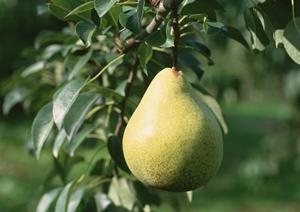 「特別な贈り物に最適！神戸牛カタログギフトの魅力と選び方ガイド」