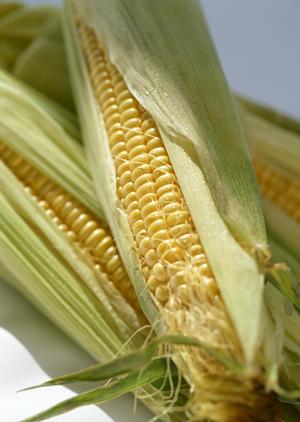 疲れをリフレッシュできる断食道場