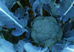 メニューや値段が魅力の宅配弁当業者